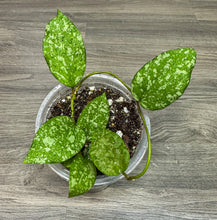 Load image into Gallery viewer, LIVE PLANT:  Hoya Rare Hybrid Cinnamomifolia x Imbricata cutting
