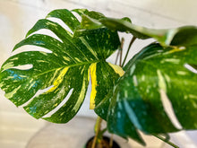 Load image into Gallery viewer, LIVE PLANT: Monstera Thai Constellation- Large plant, mature
