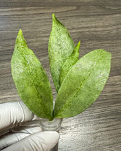 Load image into Gallery viewer, LIVE PLANT: Hoya Amicabilis Silver top cutting 1
