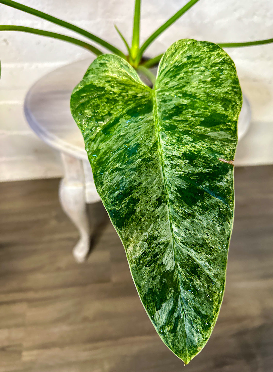 LIVE PLANT:  Philodendron Giganteum Marble- big plant