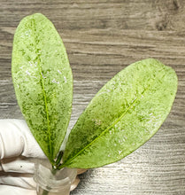 Load image into Gallery viewer, LIVE PLANT: Hoya Amicabilis Silver mid cutting
