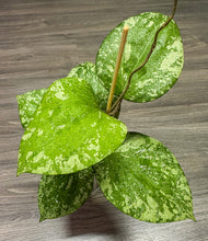 Load image into Gallery viewer, LIVE PLANT: Hoya Glabra Splash
