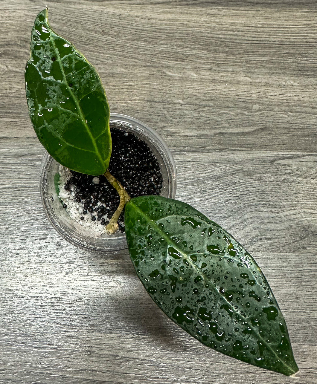 LIVE PLANT: Hoya Tanggamus Albo