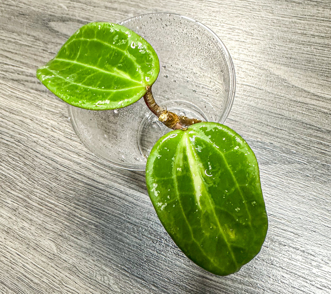 LIVE PLANT: Hoya Latifolia FN 015 (2)