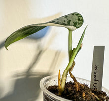 Load image into Gallery viewer, LIVE PLANT: Rare Scindapsus Mariposa
