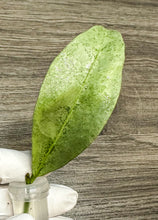 Load image into Gallery viewer, LIVE PLANT: Hoya Amicabilis Silver cutting 1
