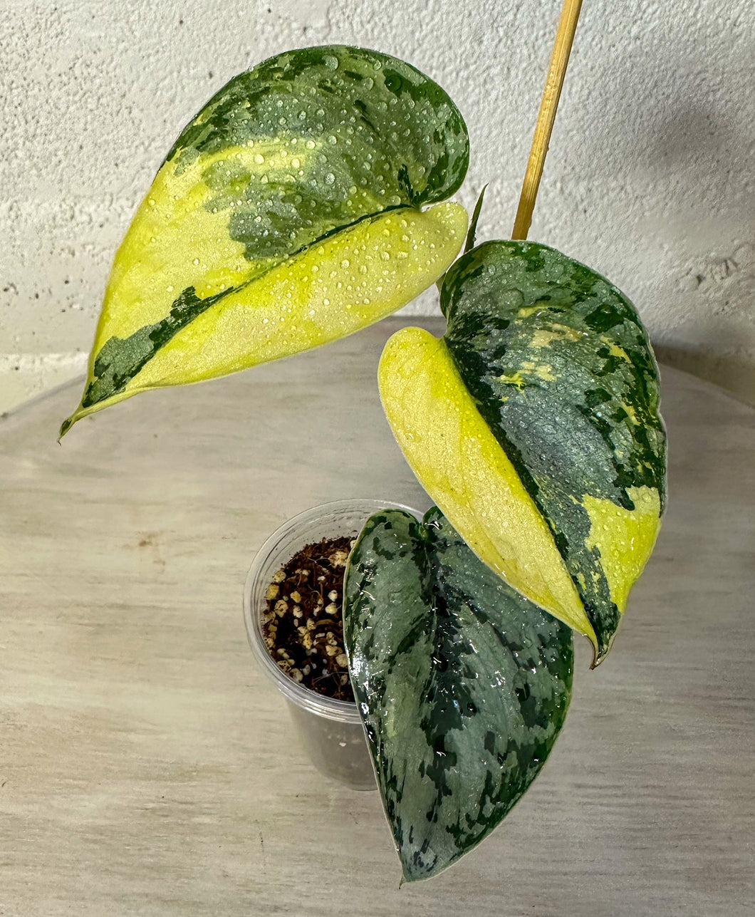 LIVE PLANT: Scindapsus Mariposa