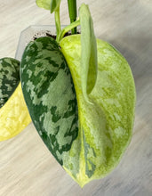 Load image into Gallery viewer, LIVE PLANT: Scindapsus Maharlika
