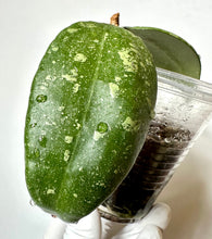 Load image into Gallery viewer, LIVE PLANT: Hoya AH001 Vietnam splash
