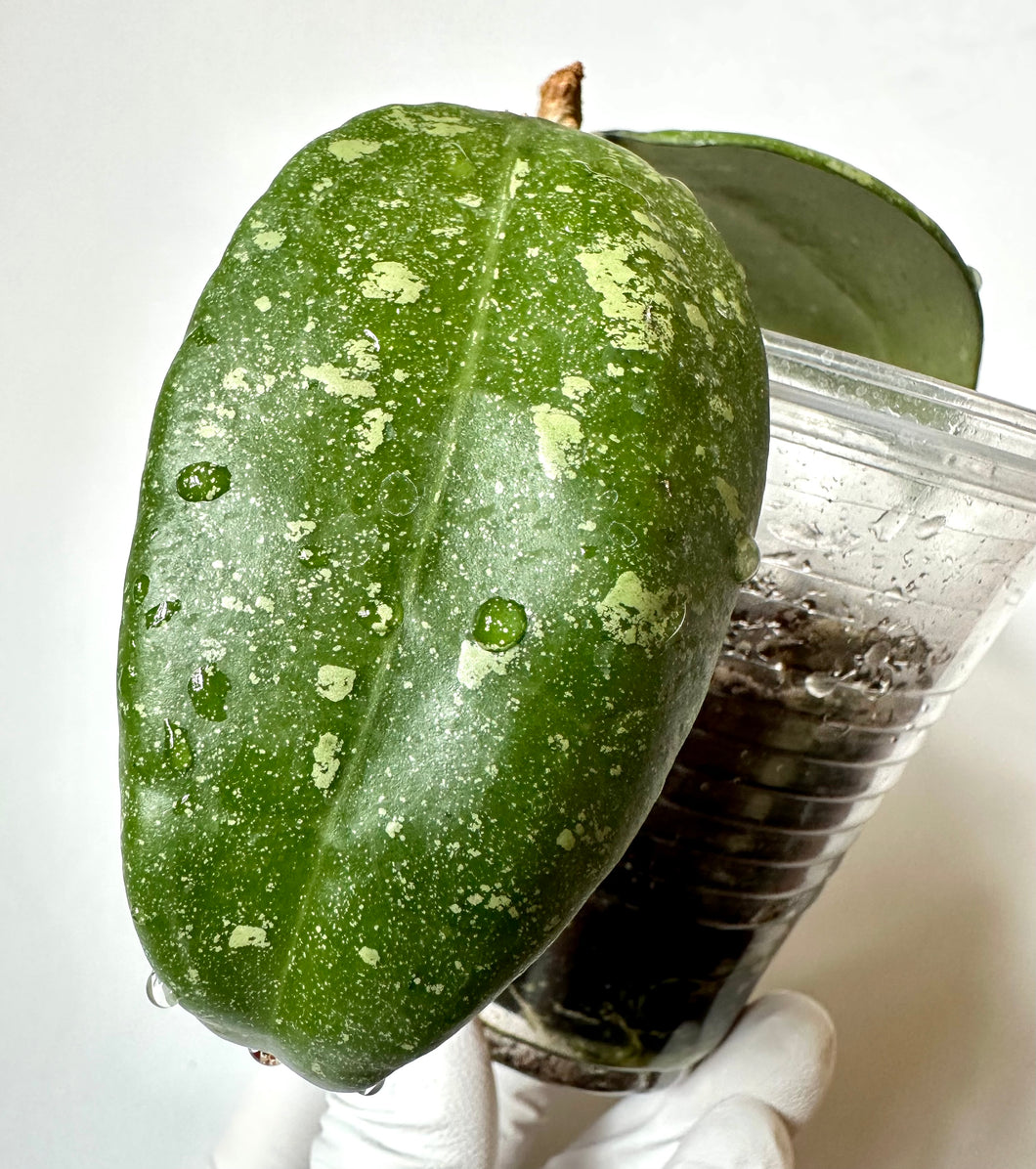 LIVE PLANT: Hoya AH001 Vietnam splash