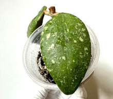 Load image into Gallery viewer, LIVE PLANT: Hoya AH001 Vietnam splash
