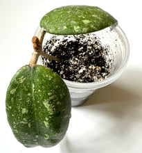 Load image into Gallery viewer, LIVE PLANT: Hoya AH001 Vietnam splash
