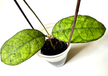 Load image into Gallery viewer, LIVE PLANT: Hoya Finlaysonii EPC 317
