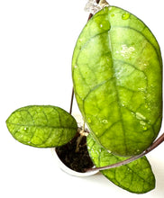 Load image into Gallery viewer, LIVE PLANT: Hoya Finlaysonii EPC 317
