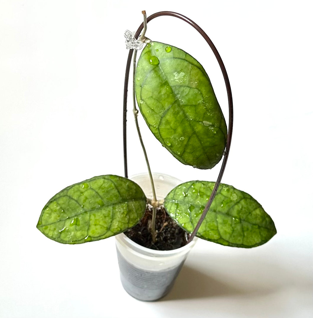LIVE PLANT: Hoya Finlaysonii EPC 317
