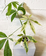 Load image into Gallery viewer, LIVE PLANT: Variegated Money Tree
