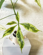 Load image into Gallery viewer, LIVE PLANT: Variegated Money Tree
