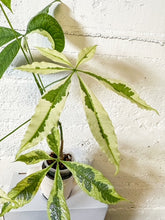 Load image into Gallery viewer, LIVE PLANT: Variegated Money Tree
