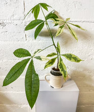 Load image into Gallery viewer, LIVE PLANT: Variegated Money Tree
