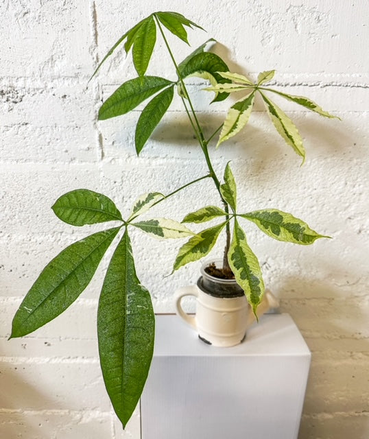 LIVE PLANT: Variegated Money Tree