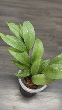 Load and play video in Gallery viewer, LIVE PLANT: Hoya Amicabilis Silver mid cutting
