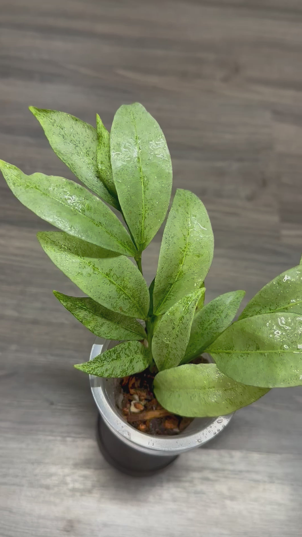 LIVE PLANT: Hoya Amicabilis Silver mid cutting