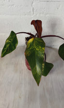 Load and play video in Gallery viewer, LIVE PLANT:  Philodendron Strawberry Shake
