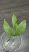 Load and play video in Gallery viewer, LIVE PLANT: Hoya Amicabilis Silver top cutting 1

