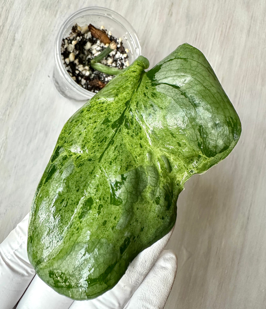 LIVE PLANT: Scindapsus Snowflake