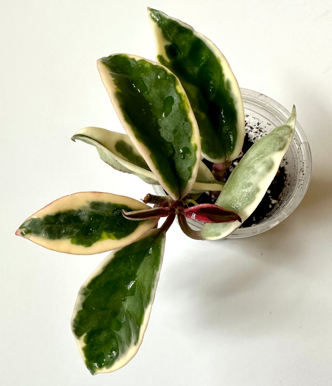 LIVE PLANT: Hoya Suzie Q